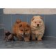Chow-Chow - Rüde