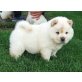 Chow-Chow - Rüde