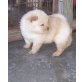Chow-Chow - Rüde