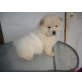Chow-Chow - Rüde
