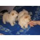 Chow-Chow - Rüde