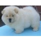 Chow-Chow-Welpe-, Chortaja Borzaja - Hündin