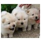 Chow Chow Welpen, Chow-Chow - Hündin