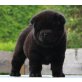 Chow-Chow-Welpen, Chow-Chow Welpen - Rüde