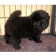 Chow Chow Welpen, Chow-Chow Welpen - Rüde