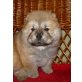 Chow-Chow Welpen - Rüde