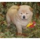 Chow-Chow Welpen - Rüde