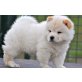 Chow-Chow Welpen - Rüde