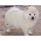 Chow-Chow Welpen - Rüde
