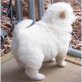 Chow-Chow Welpen - Rüde