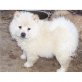 Chow-Chow Welpen - Rüde