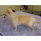 Chow-Chow Welpen - Rüde