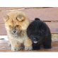 Chow-Chow Welpen - Rüde
