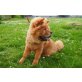 Chow-Chow Welpen - Rüde