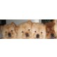 Chow Chow.Welpen jetzt auch für ein gutes Zuh, Chow-Chow - Rüde