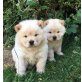 Chow Chow Welpen verfügbar, Chow-Chow - Hündin