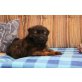 Chow Chow und Tibet Terrier Mix Welpen - Rüde