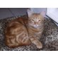 Chris & Lula, rot gestromt - Katze