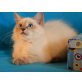 Chriss, Neva Masquarade - Kater