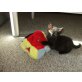 Christian, EKH Hauskatze - Kater