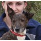 Christin - NOTFALL, Podenco Andaluz - Hündin
