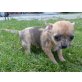 Christine, Chihuahua kurzhaariger Schlag Welpen - Hündin