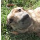 Christine, Hübsche Christine sucht aktive Familie - Hündin