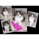   **Christkind** Maine Coon Babies mit groß, Maine Coon - Kater