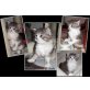   **Christkind** Maine Coon Babies mit große, Maine Coon - Katze