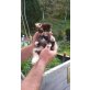 Christl, Perser / Hauskatze - Katze