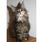 Christmas Spirit, Maine Coon - Katze