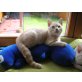 Chrusher + Cooper, Britisch Kurzhaarkatze - Kater