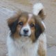 Chuchi, Spaniel-Mix - Hündin