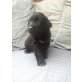 Chuck, Schafudel-Labrador-Mix - Rüde