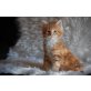 Chuck vom Overberger Rosengarten, Maine Coon - Kater