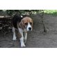Chuckie, Beagle - Rüde
