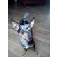 Chucky, Chihuahua Mix - Rüde