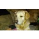 Chucky, Golden Retriver/ Bernersenn - Rüde
