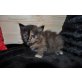 Chumanie, Maine Coon - Katze