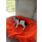Churro, Labi Terrier Kokoni Welpen - Rüde