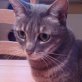 Ciara, Europäische Kurzhaarkatze - Katze