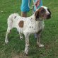 Cicca, Pointer Mischling - Hündin