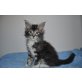 Ciccero, Maine Coon - Kater