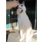Ciccio, Siammix - Kater