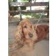 Cicco, Cockerspaniel - Rüde