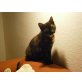 Cici, kleine Prinzessin inkl. Schutzimpfung - Katze