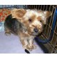 Cikka, Yorkshire Terrier Mix - Hündin