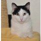 Ciko, Hauskatze - Kater