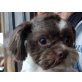 Ciko, Shih Tzu - Rüde