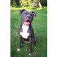 Cilla, Amerikanischer Staffordshire-Terrier - Hündin